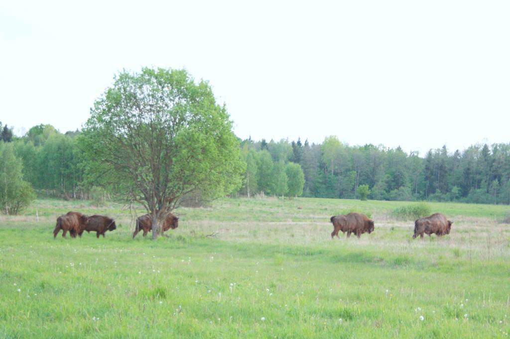 Pod Modrzewiem Погорільці Екстер'єр фото